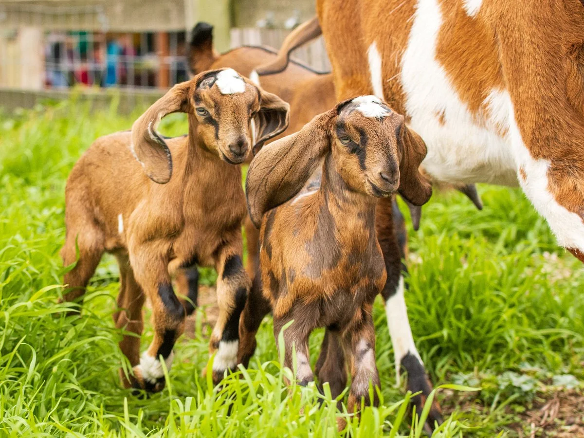 Collingwood Children's Farm