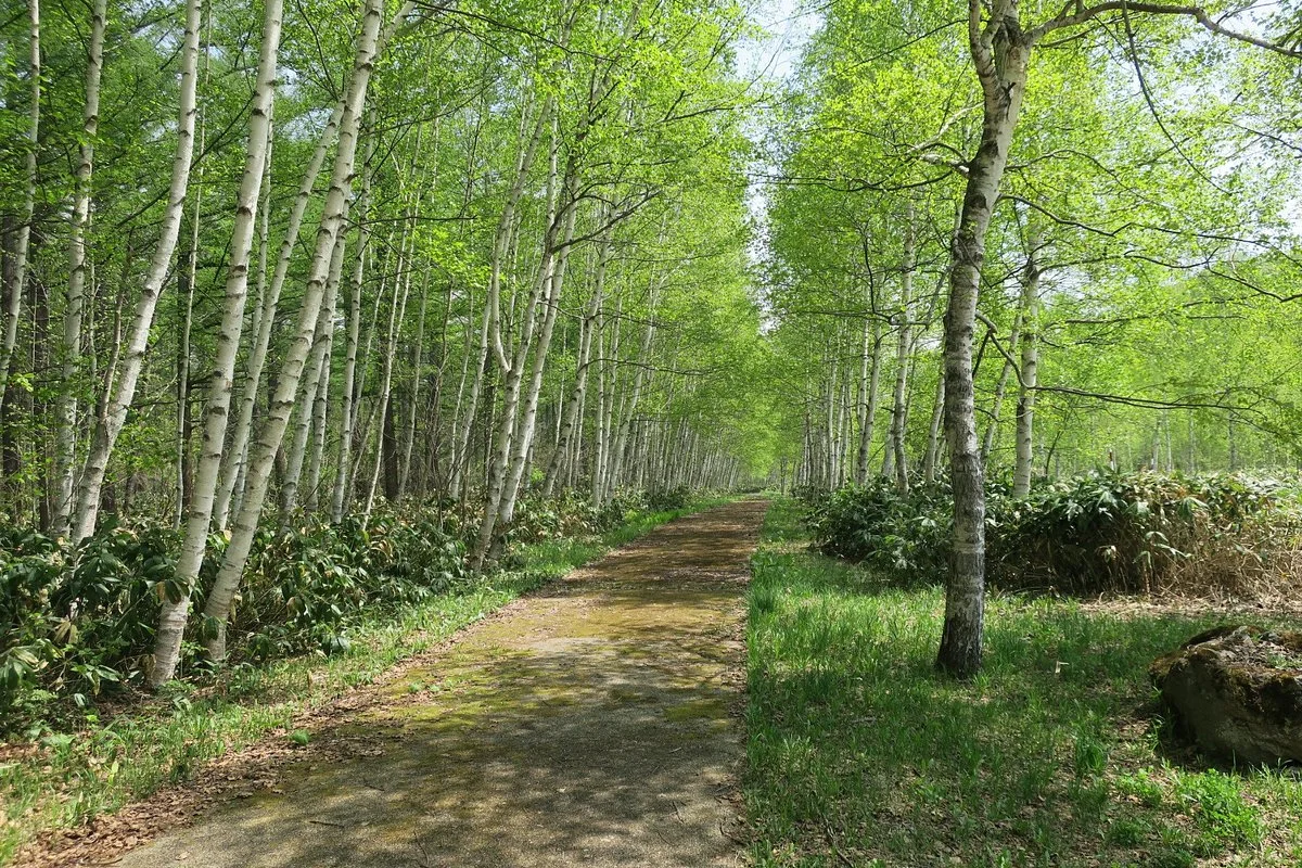 Shirakaba Road
