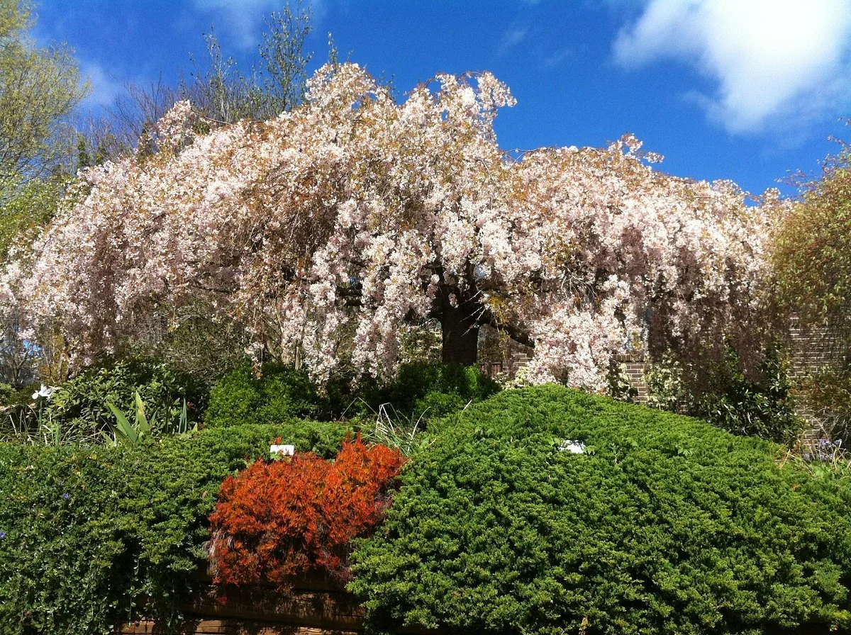 The Blue Mountains Botanic Garden