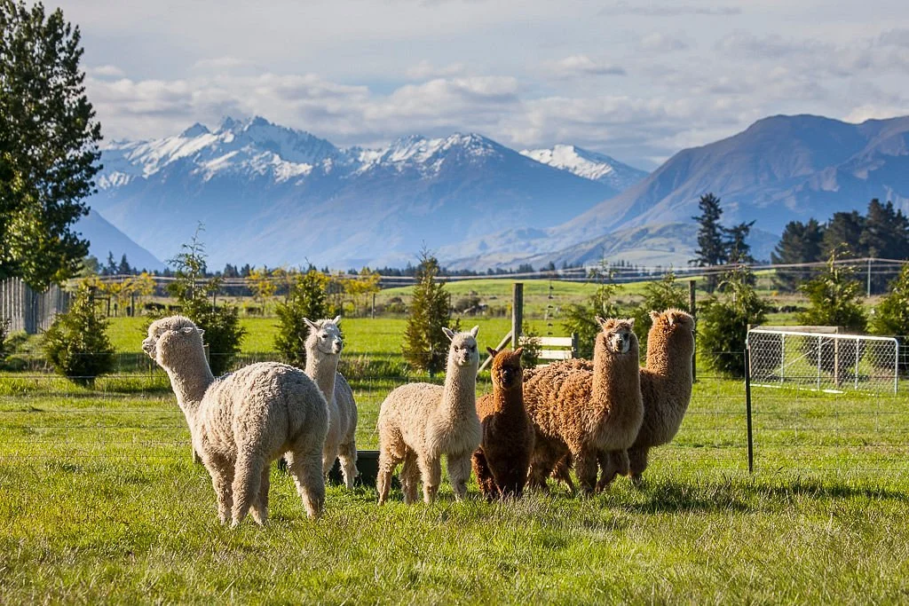 Criffel Tours and Experiences