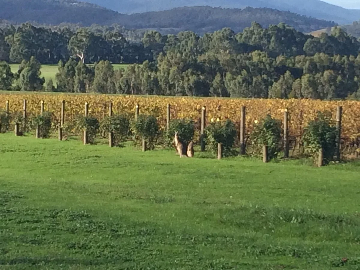 Yarra Valley