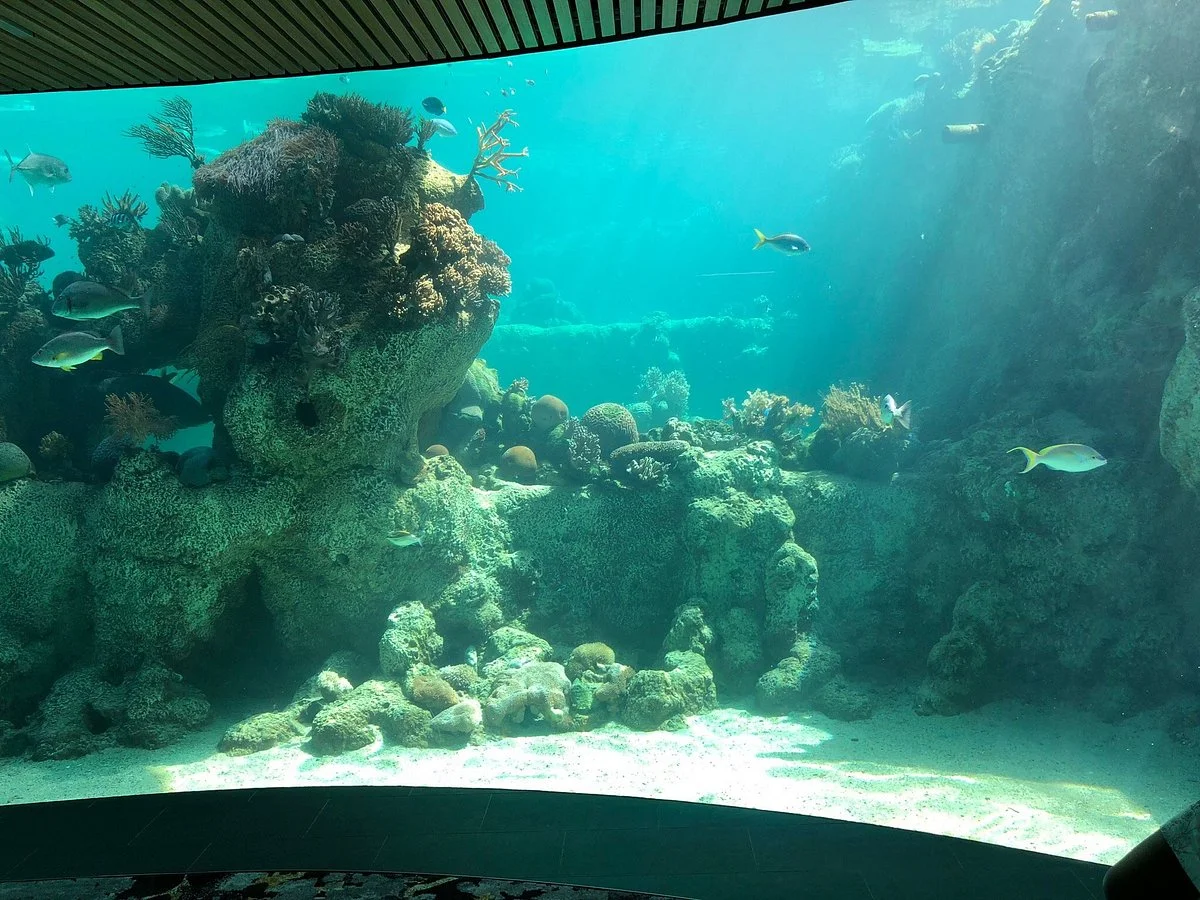 Daydream Island Living Reef