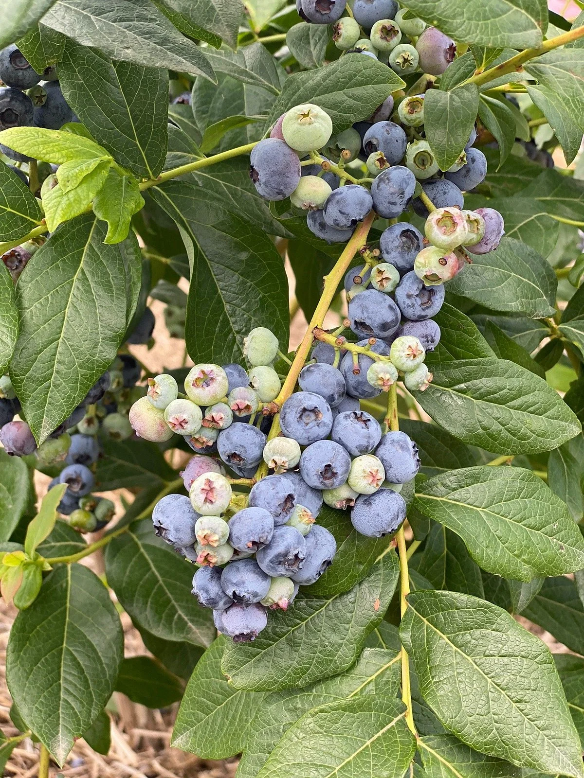 Blueberry Haven