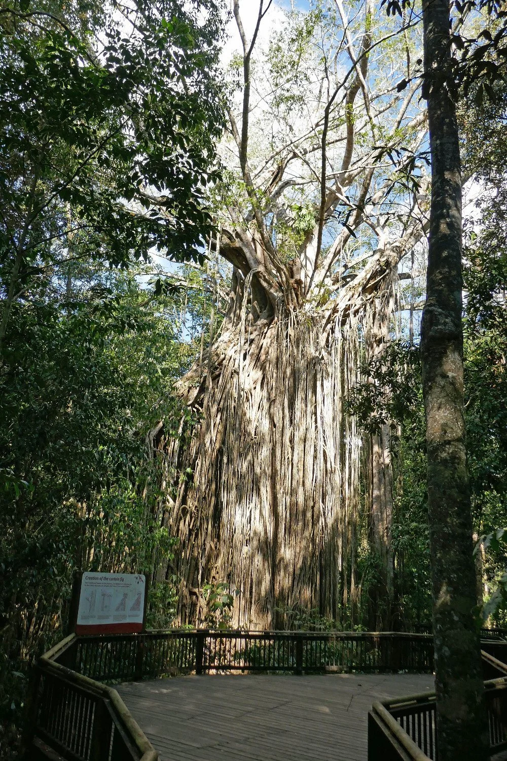 Curtain Fig National Park