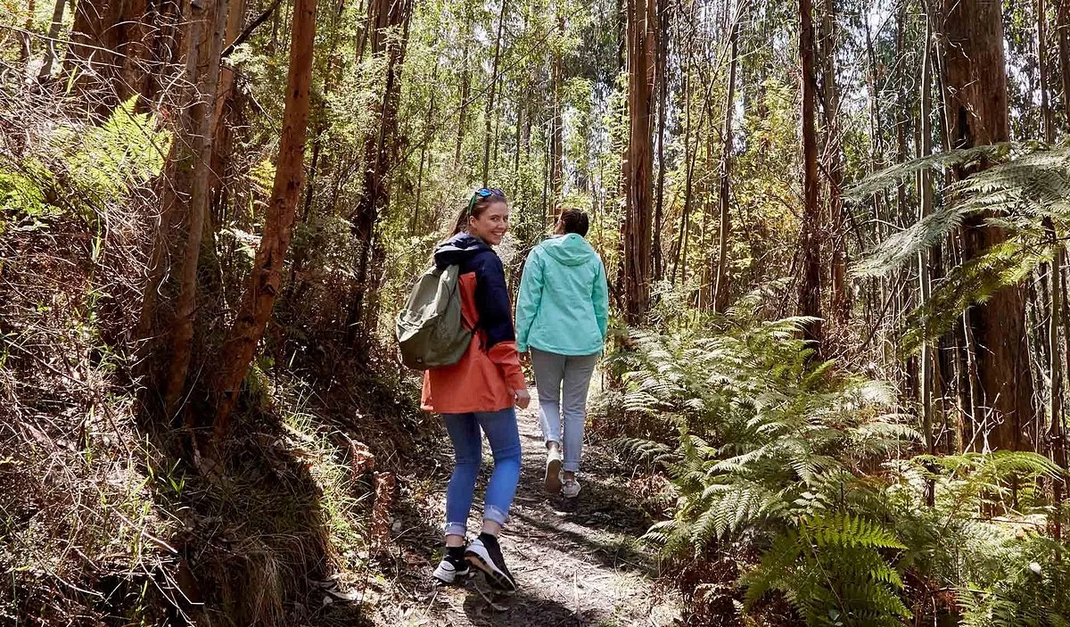 Kinglake National Park