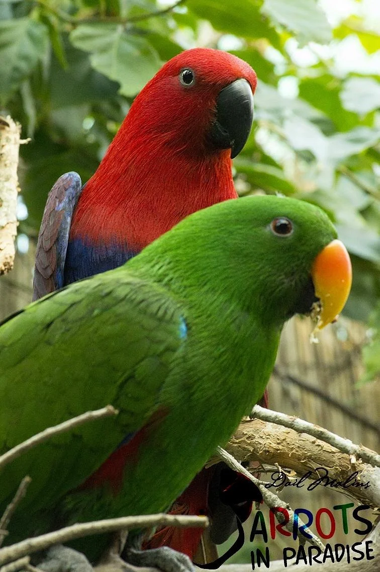 Parrots in Paradise