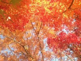 Shikinomori Park