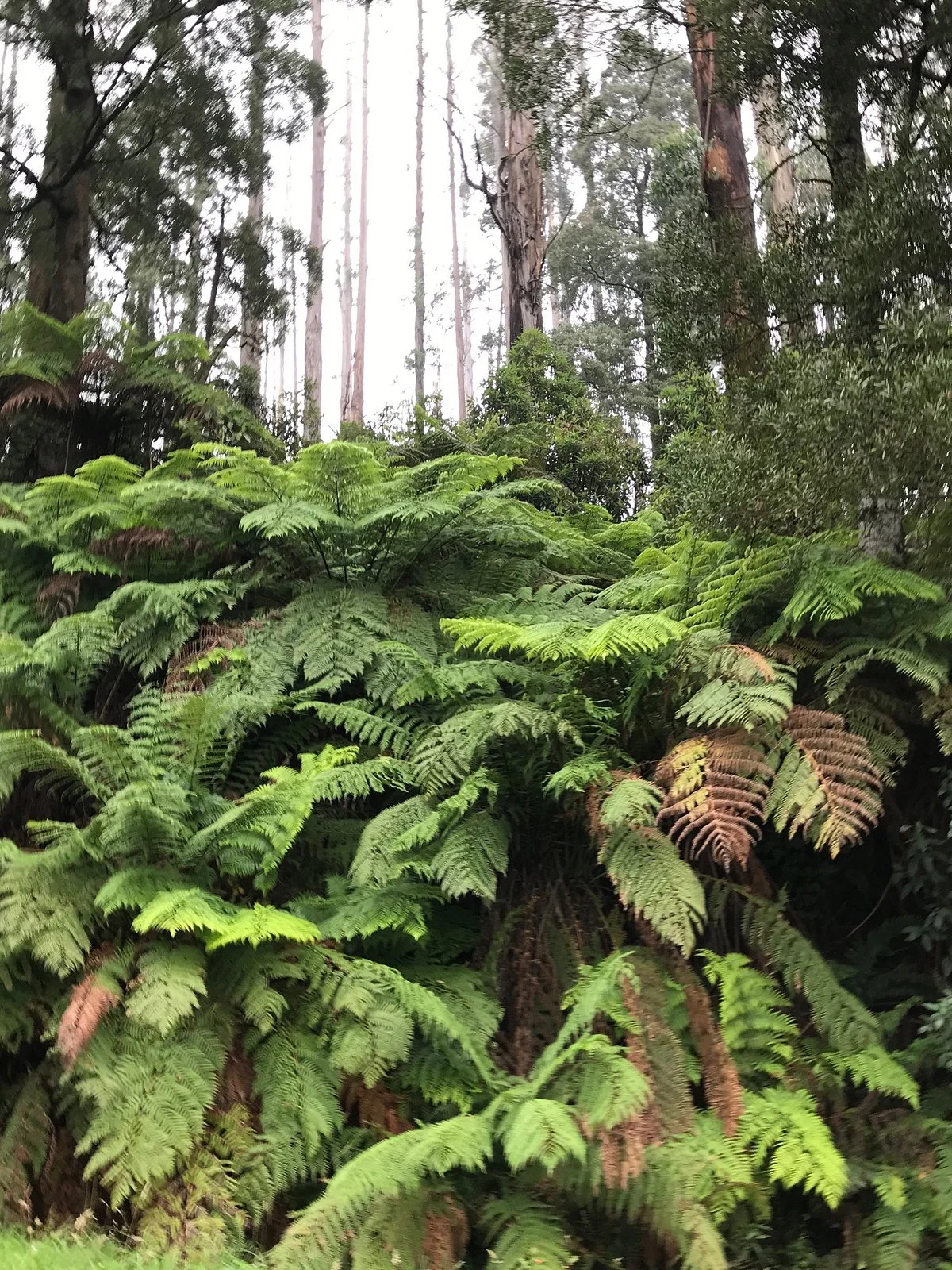Thomson Picnic Area
