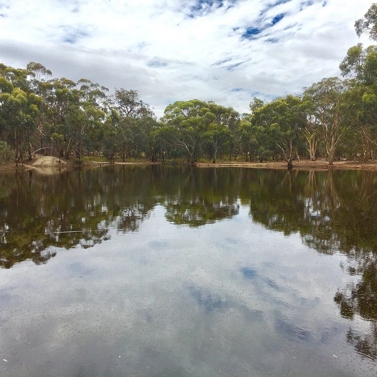 Dryandra Woodland