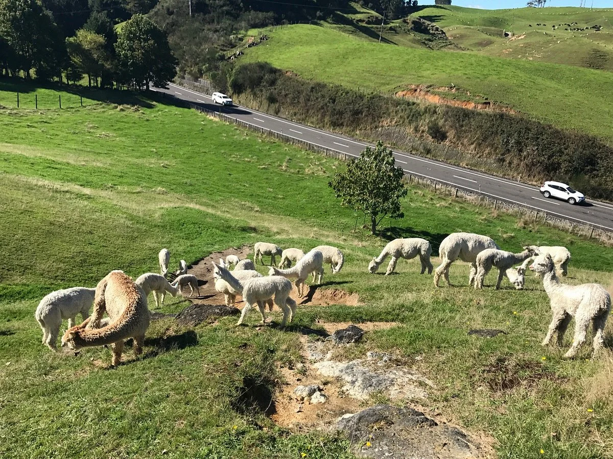 Surico Alpaca