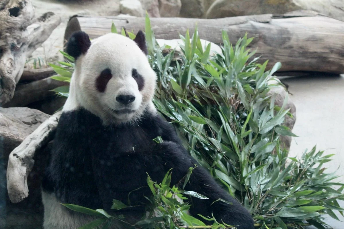 Taipei Zoo