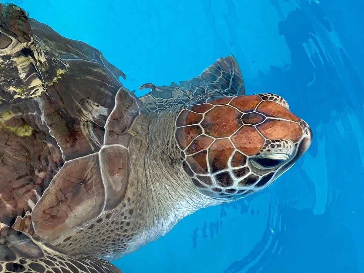 Fitzroy Island Turtle Rehabilitation Centre