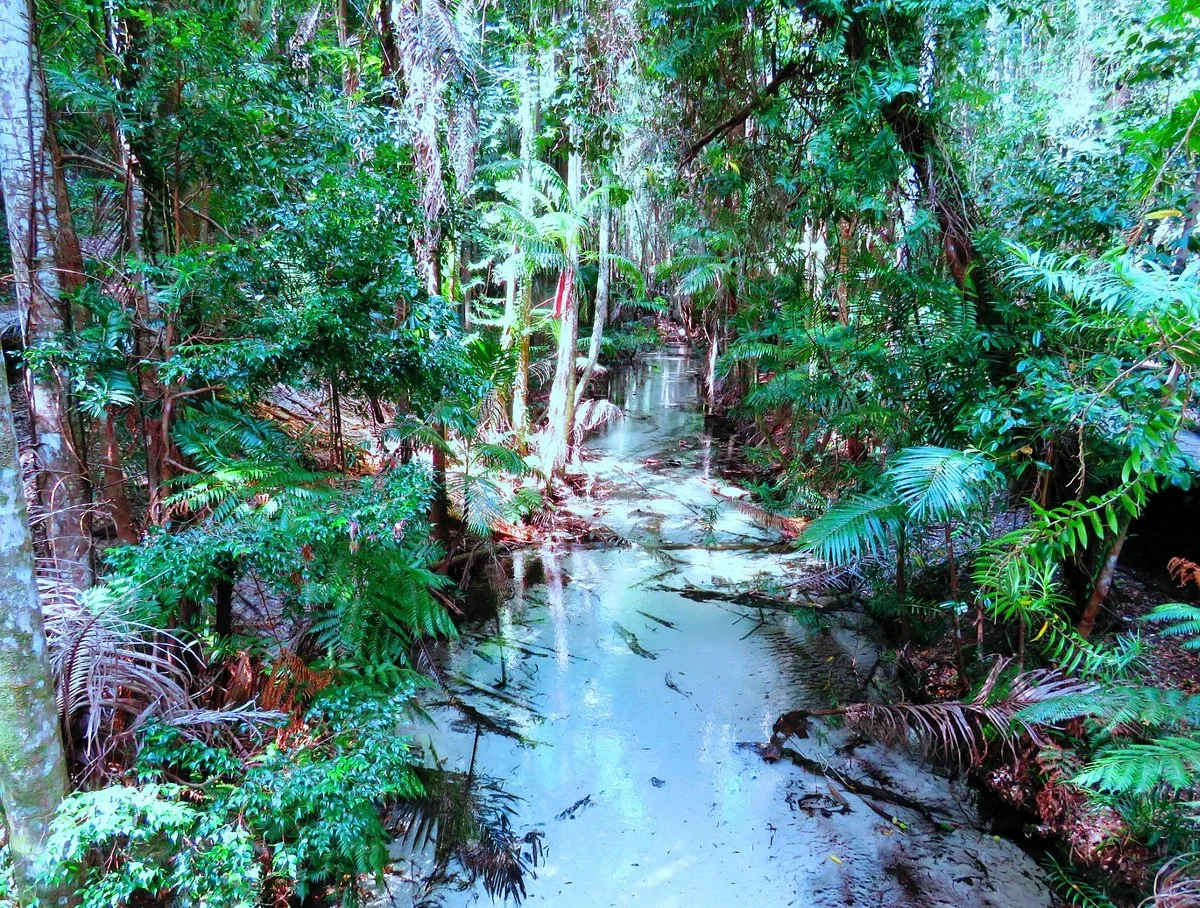 Central Station Rainforest