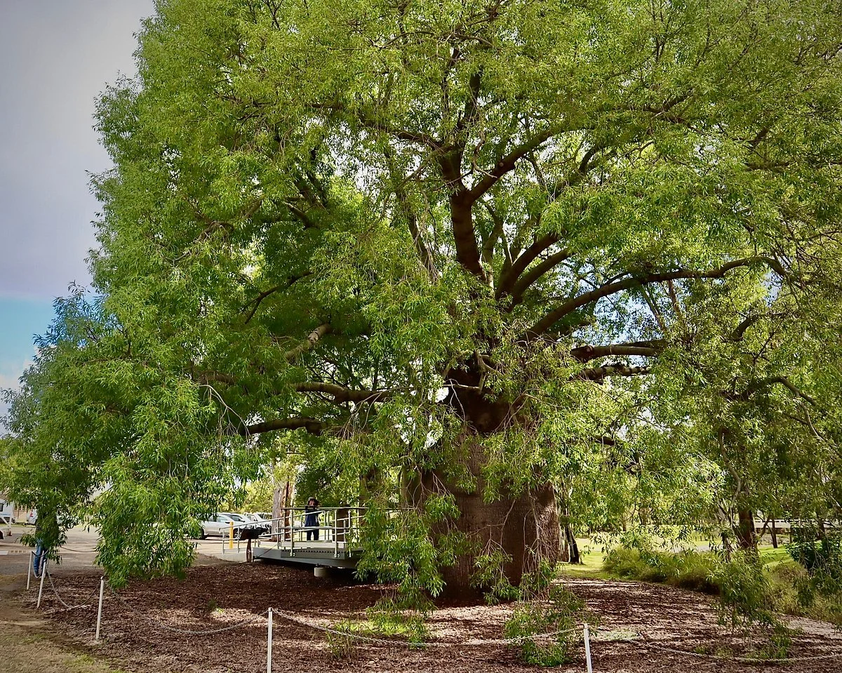 Roma's Biggest Bottle Tree