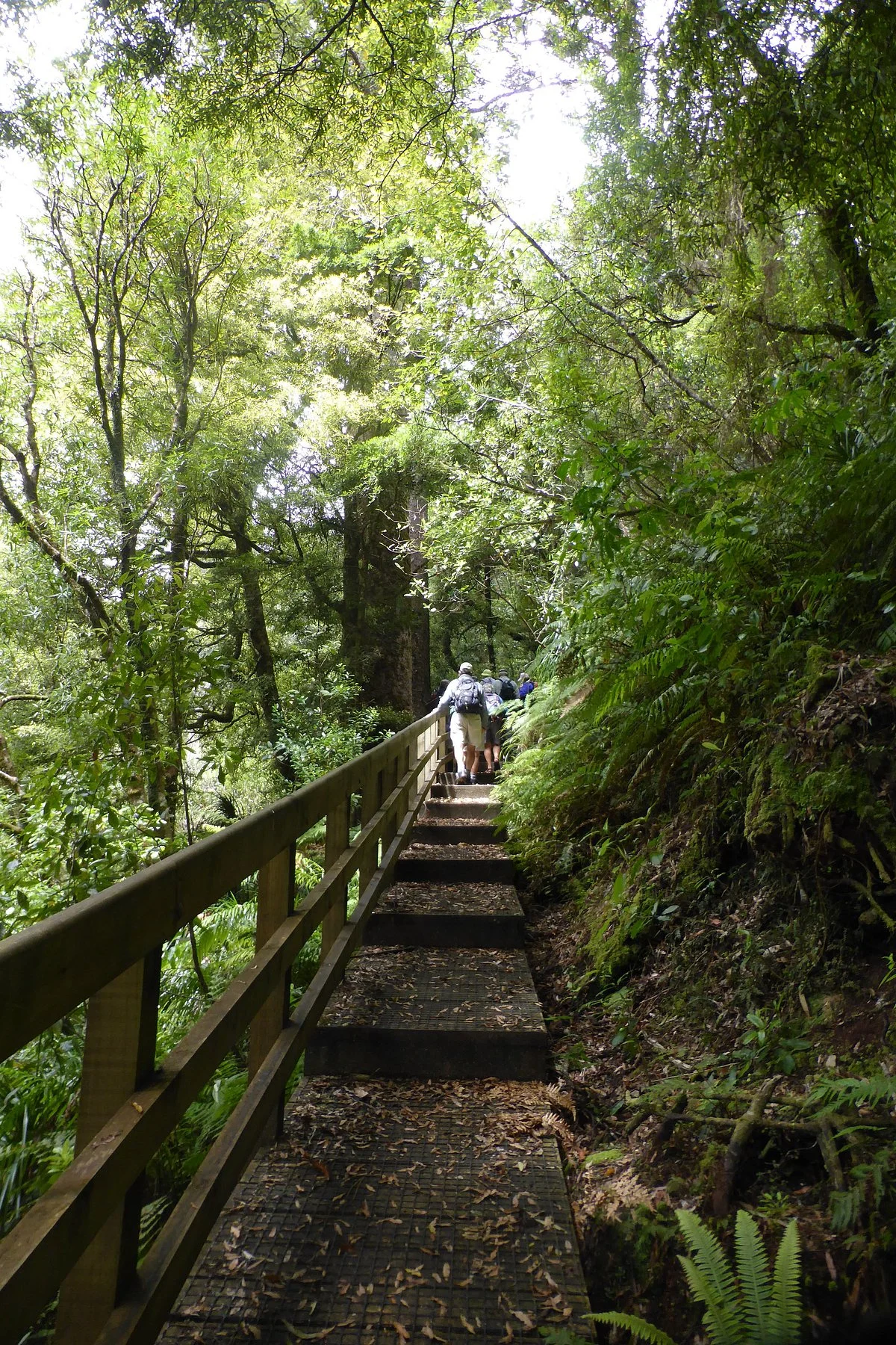 Rapurapu Kauri Track