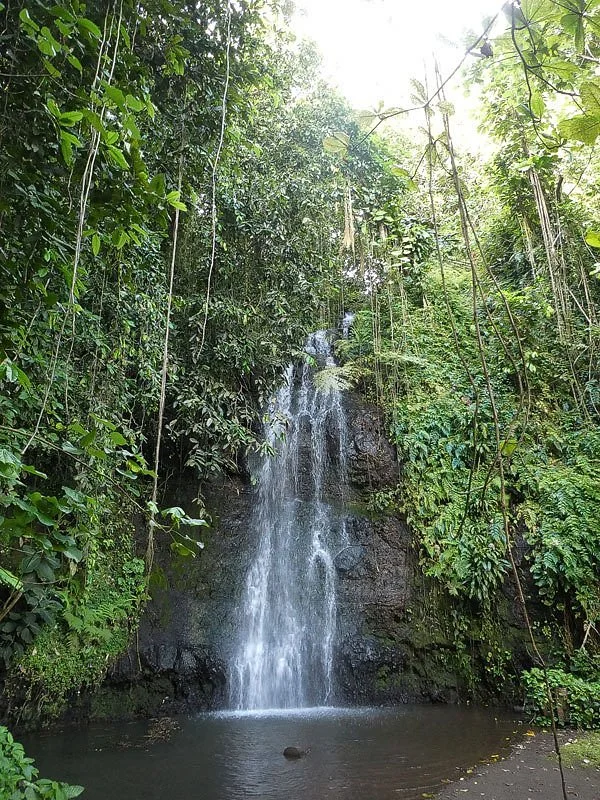The Water Gardens of  Vaipahi