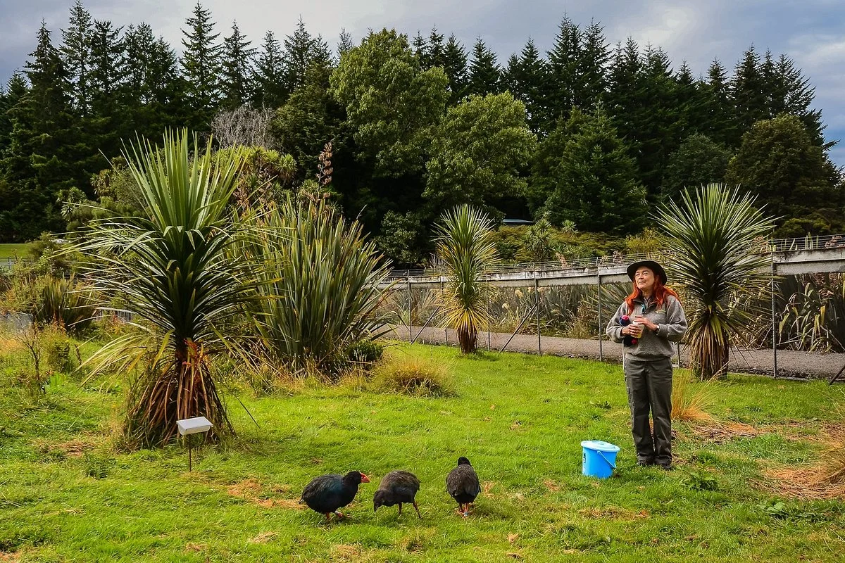 Punanga Manu o Te Anau