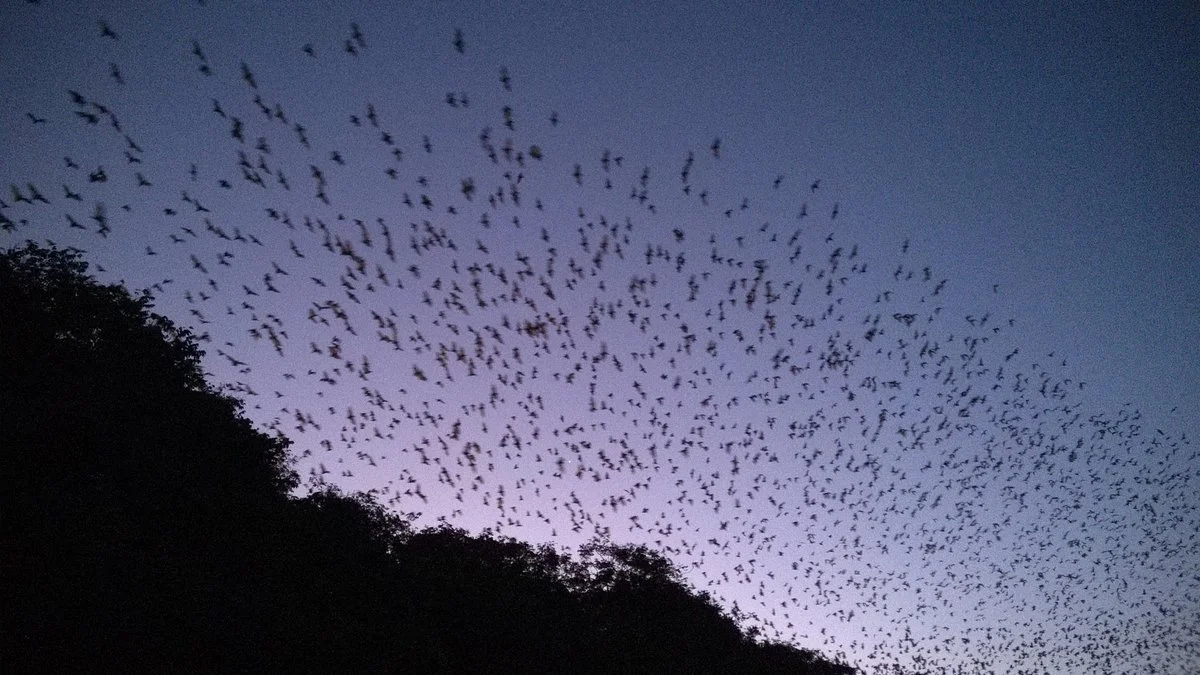 The Bat Hospital Visitor Centre