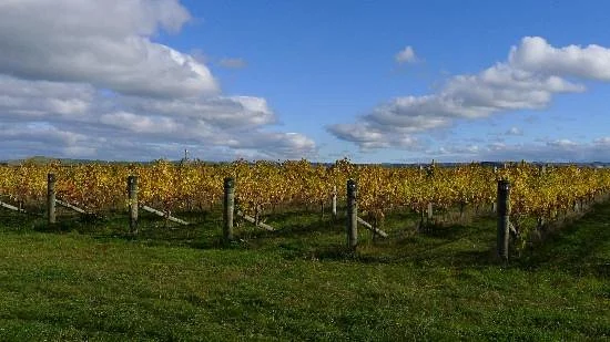 Ash Ridge Wines