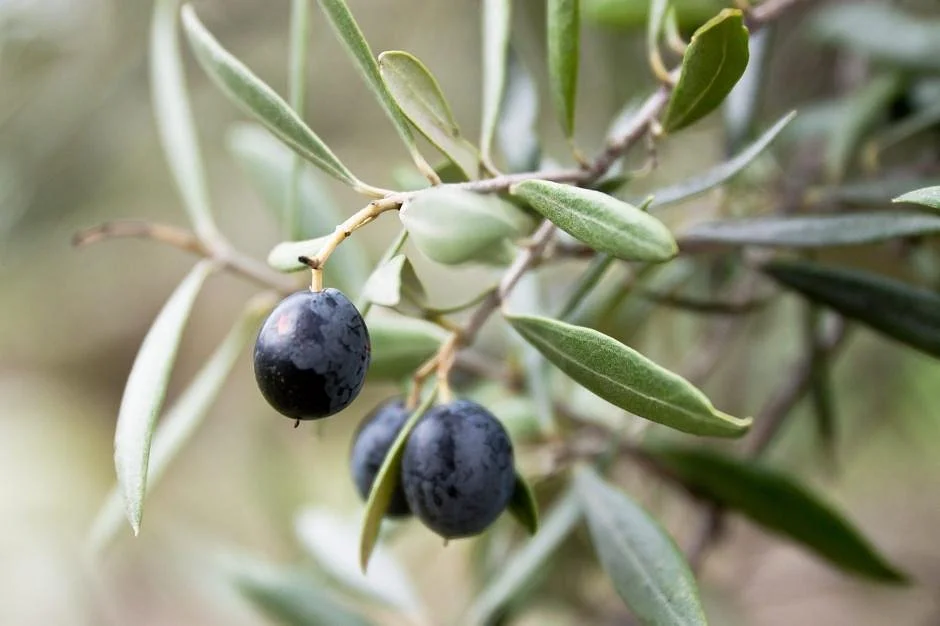 Wollundry Grove Olives