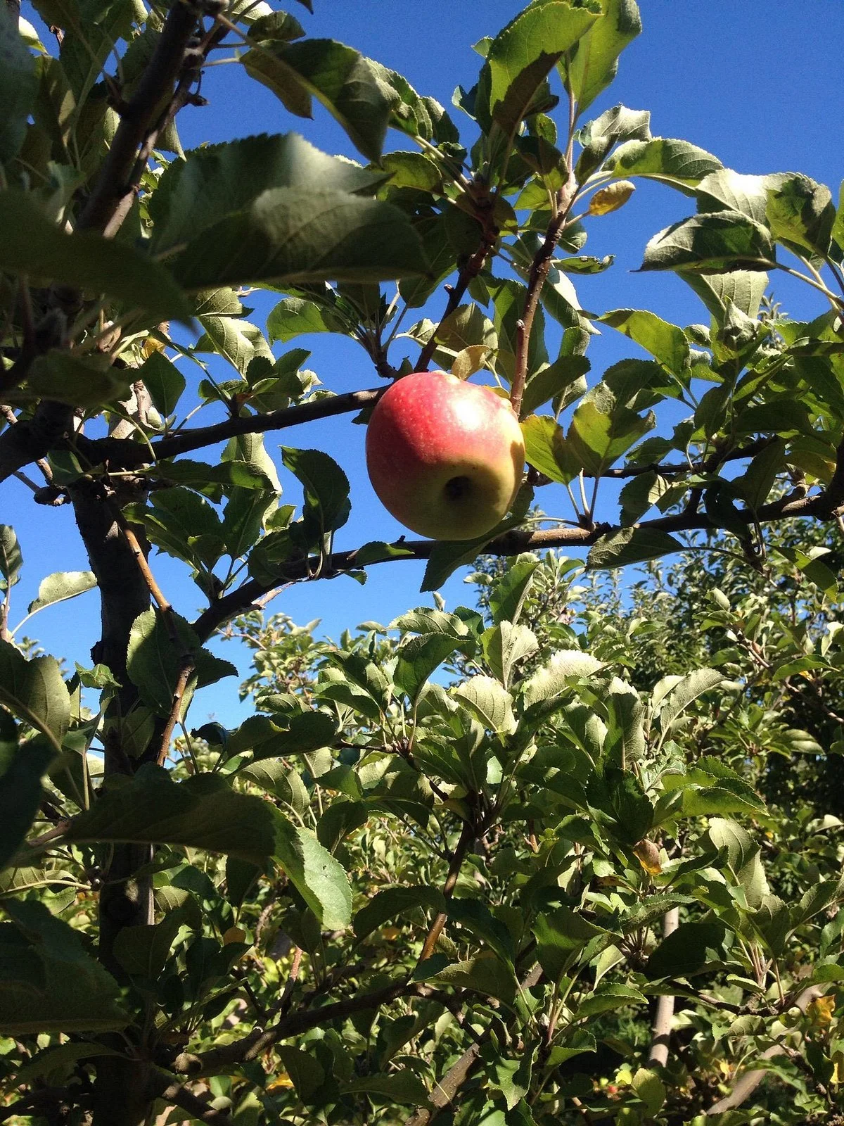Payne's Orchards