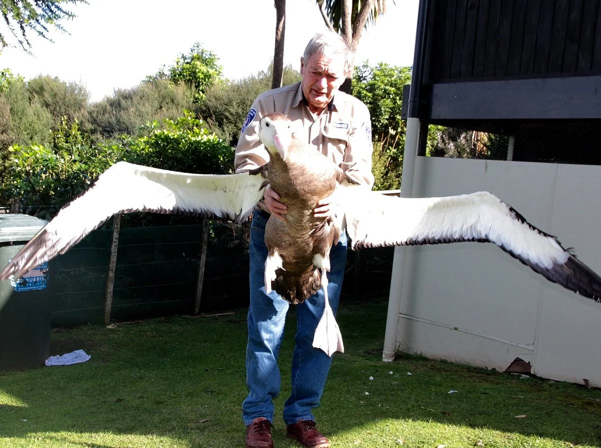 Whangarei Native Bird Recovery Centre