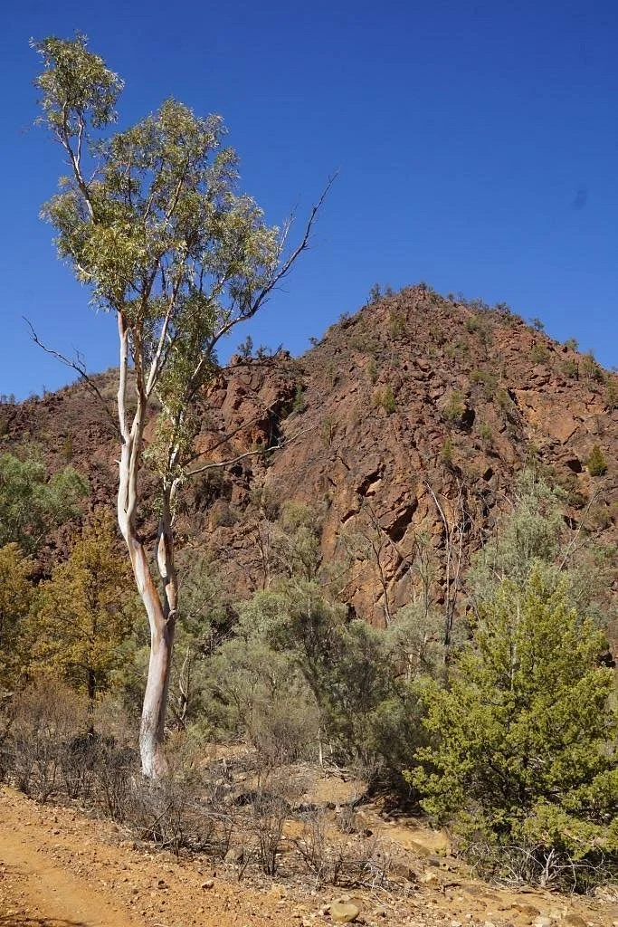 Vulkathunha-Gammon Ranges National Park