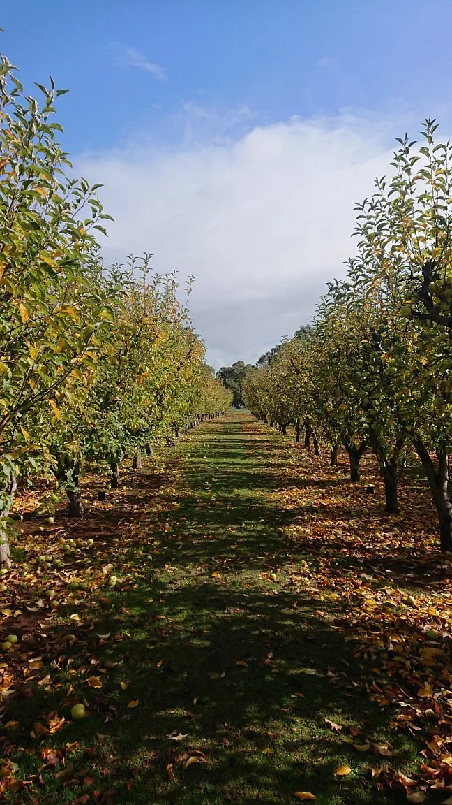 The Fruit Corner