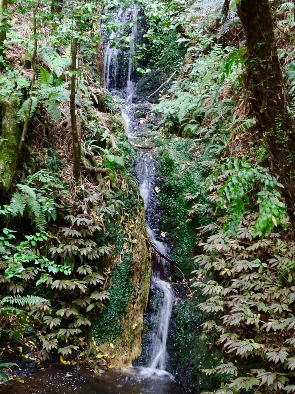 Otari-Wilton's Bush Native Botanic Garden