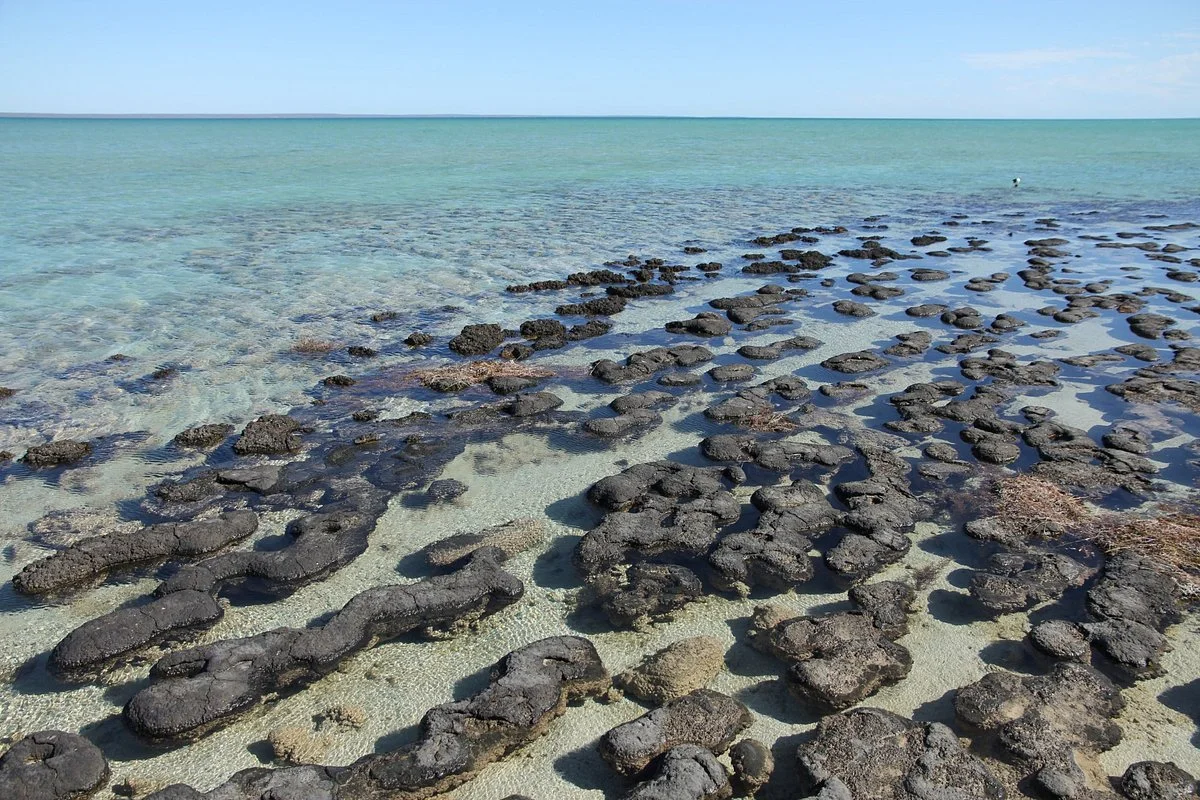 Hamelin Pool Marine Nature Reserve