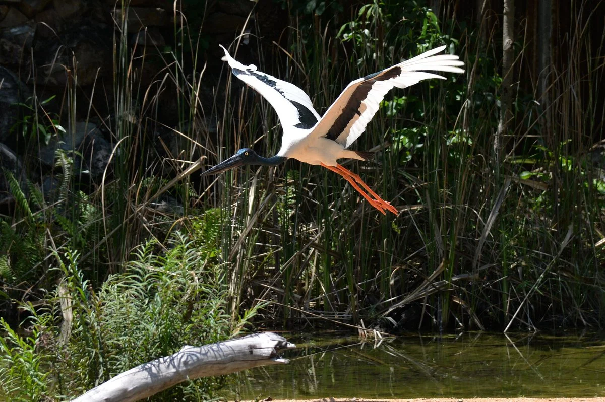 Territory Wildlife Park