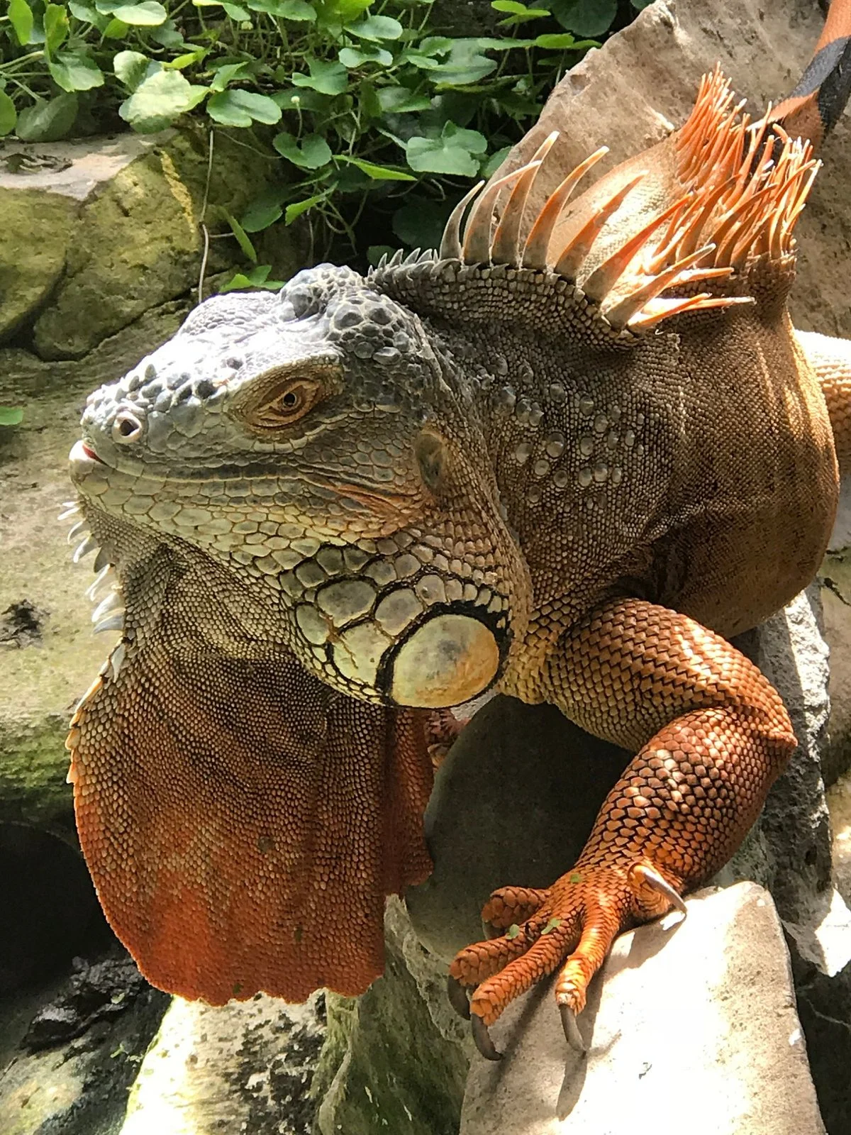 Reptile Park