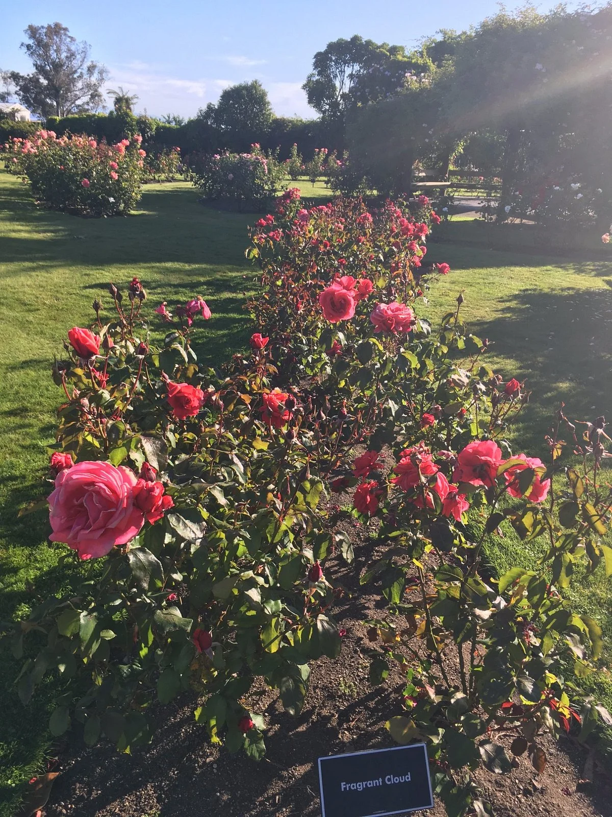 Joan Williamson Rose Garden