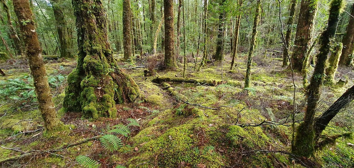 Franklin-Gordon Wild Rivers National Park