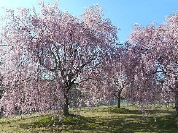 Obuse Comprehensive Park
