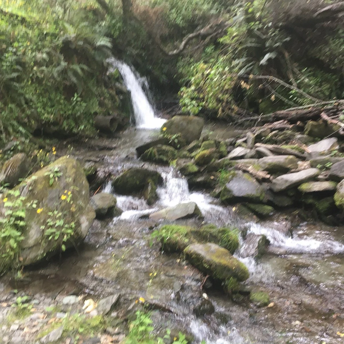Bush Creek Trail