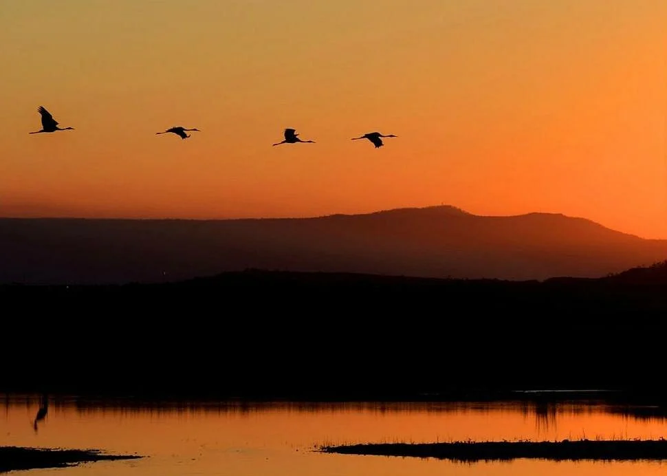 Townsville Town Common Conservation Park