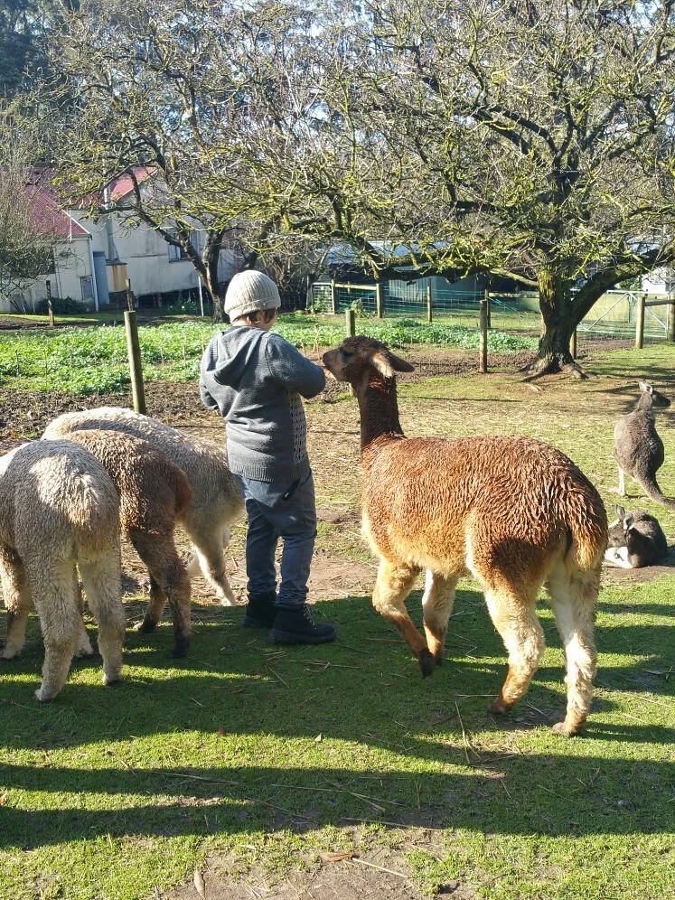 Denmark Animal Farm & Pentland Alpaca Stud