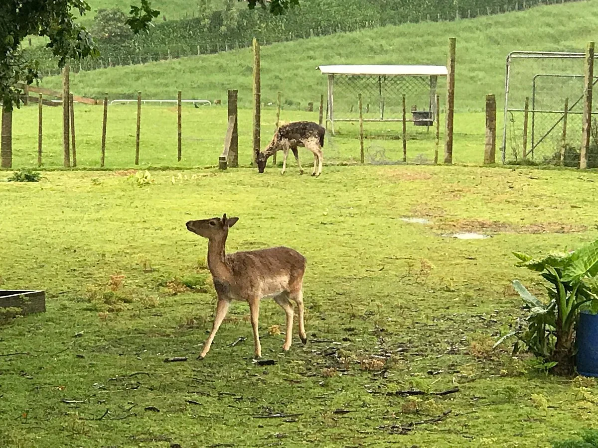 Deer story museum