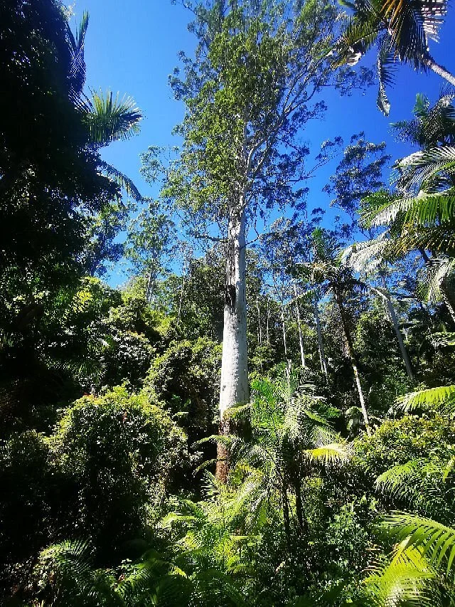 Grandis Picnic Area