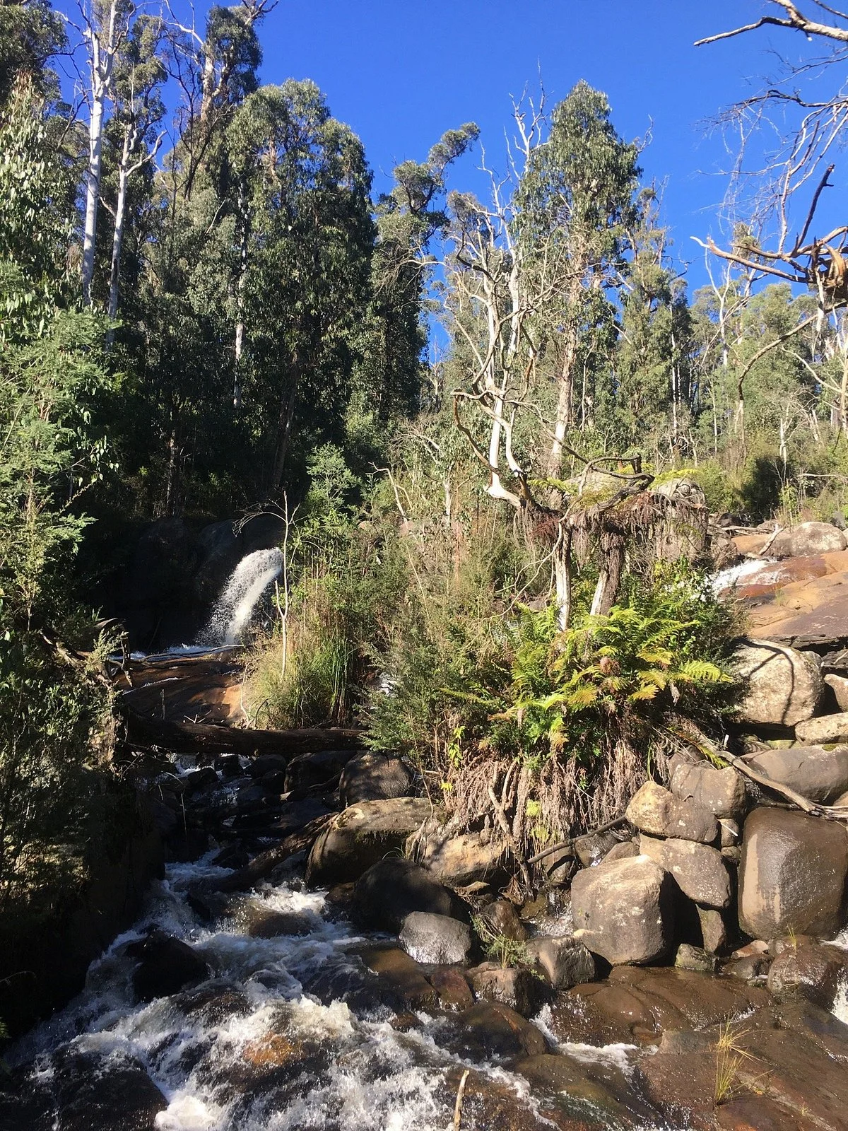 Murrindindi Scenic Reserve
