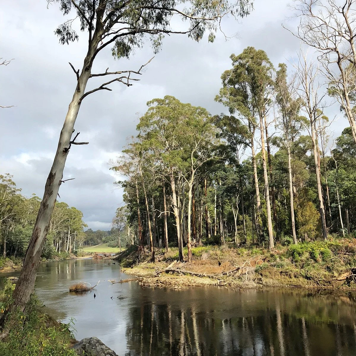 Warrawee Forest Reserve
