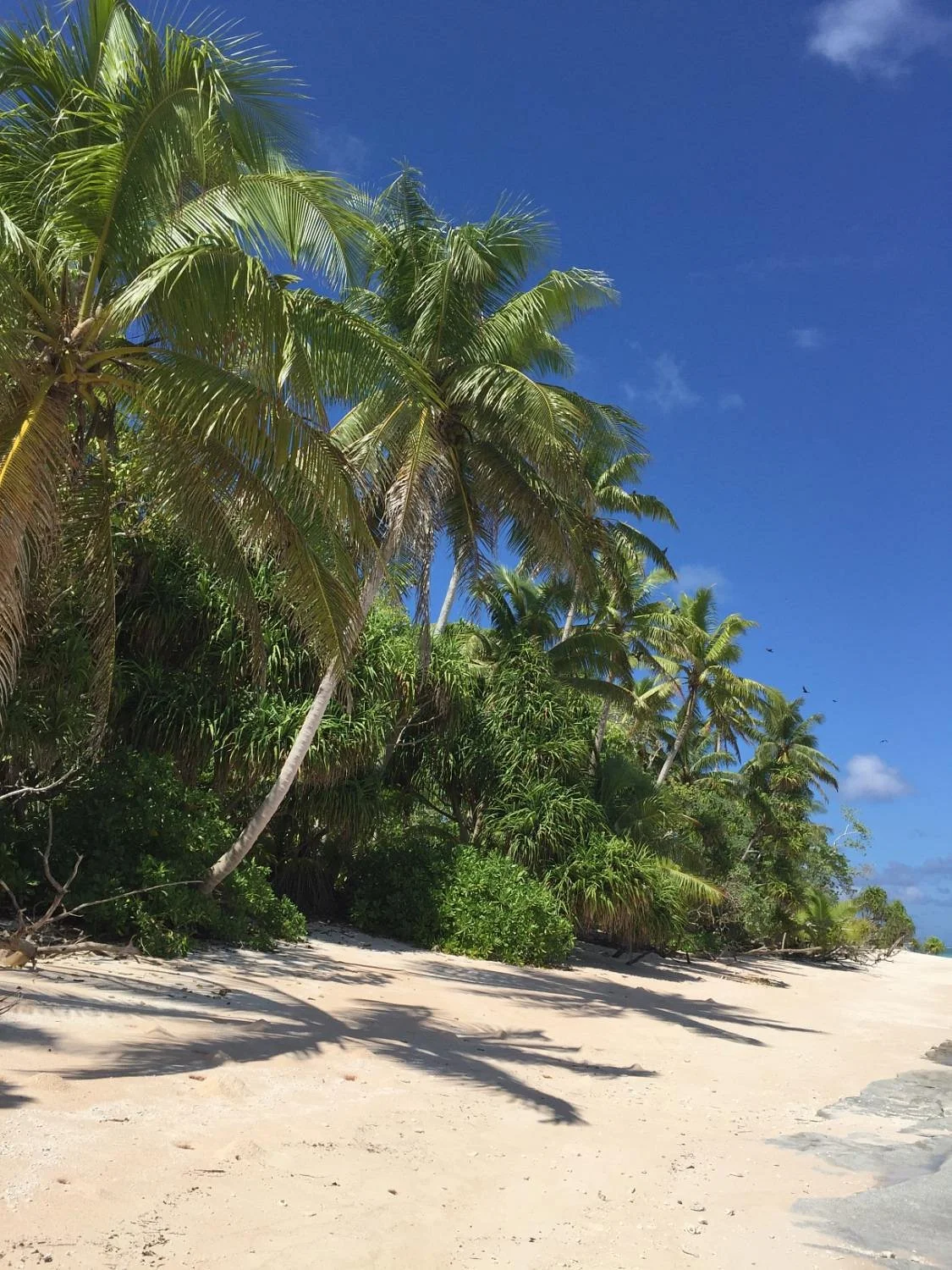 Funafuti Marine Conservation Area