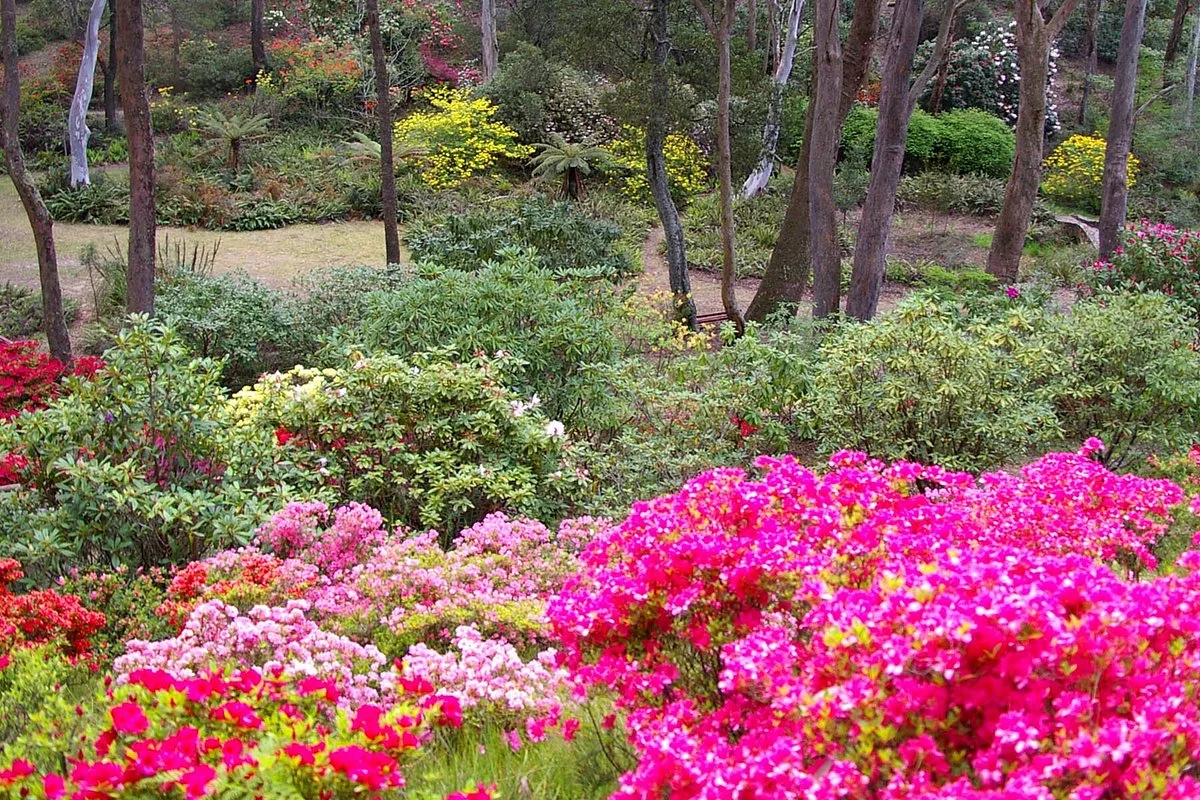 The Campbell Rhododendron Gardens