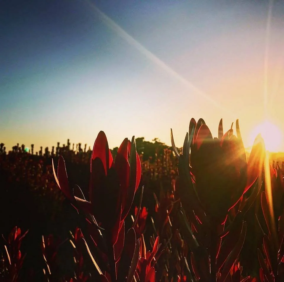 Yelverton Protea Farm