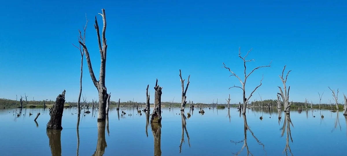 Kyffins Reserve