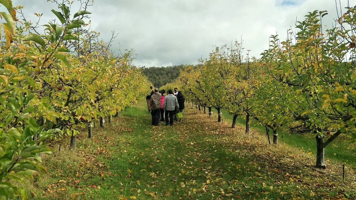 Spring Valley Orchard