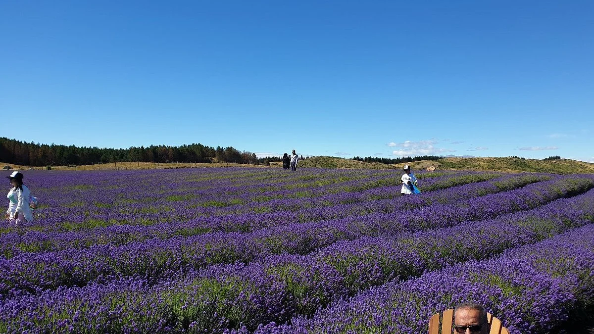 New Zealand Alpine Lavender Farm