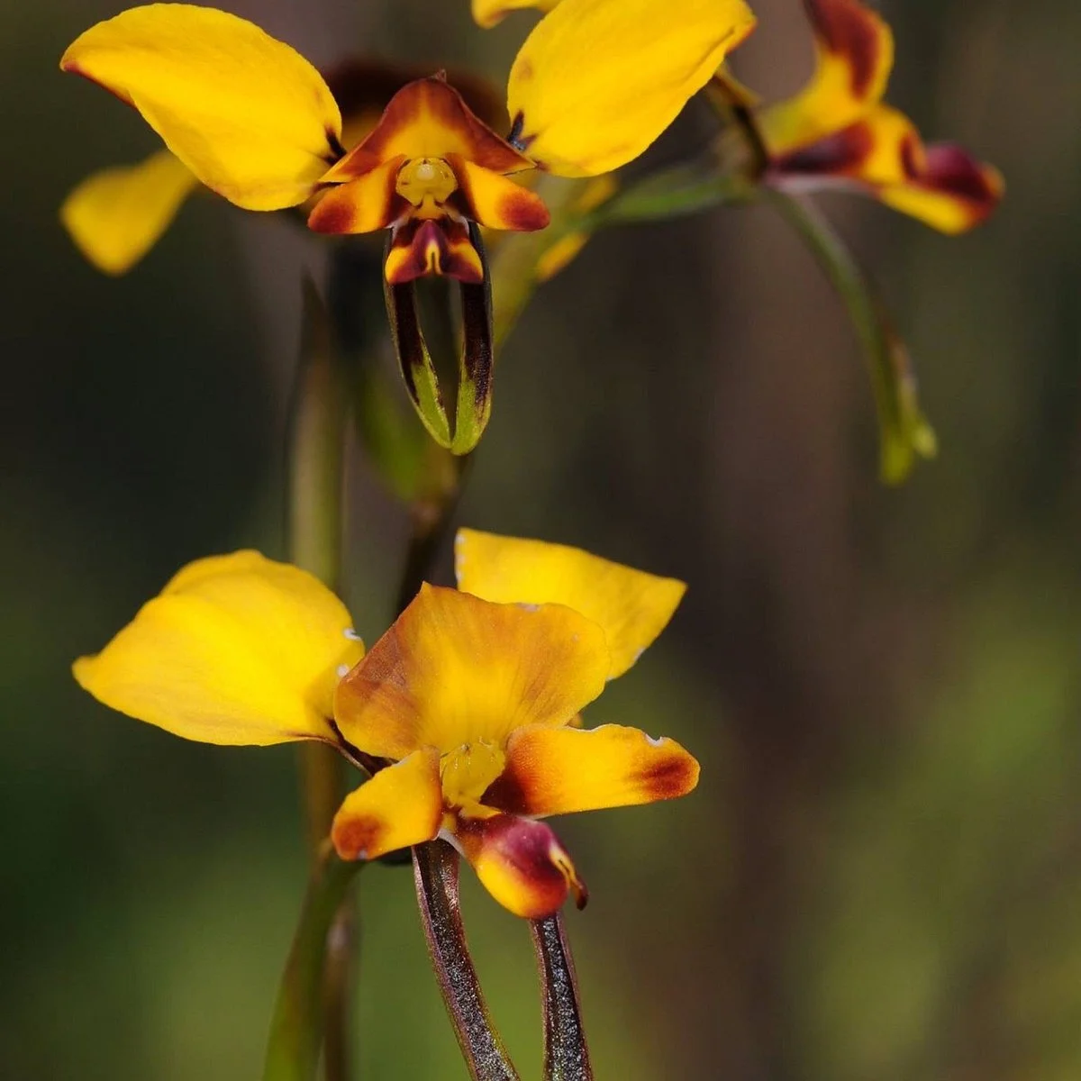 RJ Chambers Flora and Fauna Reserve