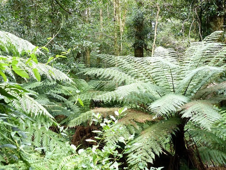 Cathedral of Ferns Walk